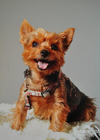 med_Jamo - Patella-Lux.jpg (343 x 480)